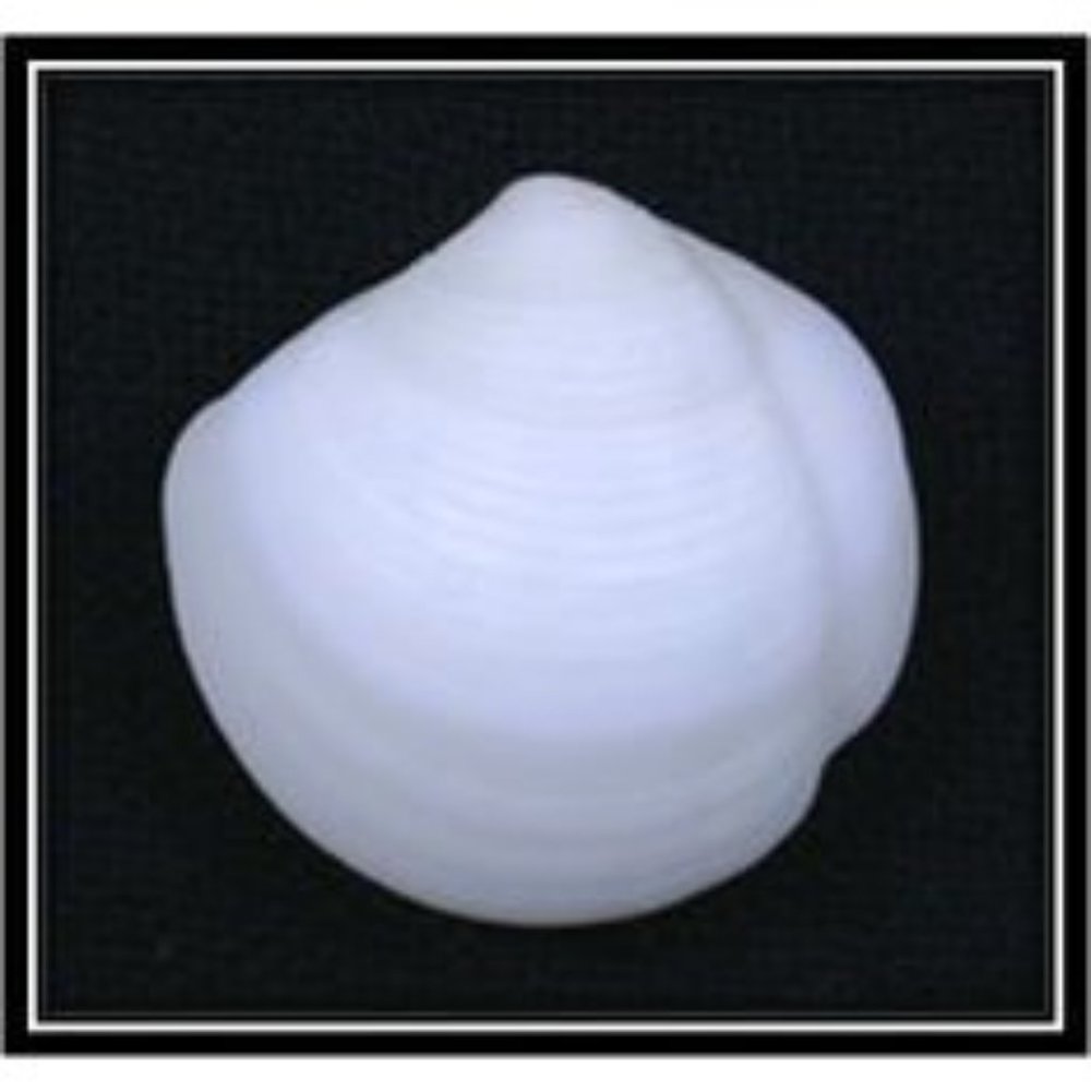 Solid White Lucina Bivalve Clam Seashells